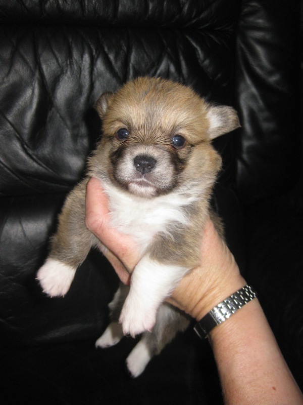 Puppies